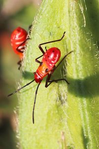 Close-up of insect on leaf