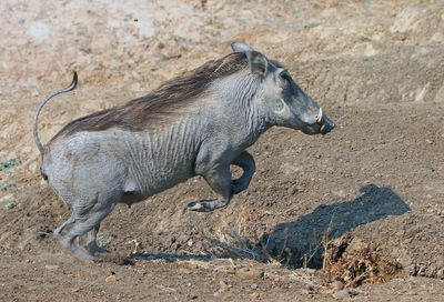 Side view of warthog