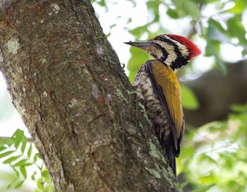 Close-up of bird perching on tree