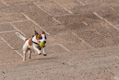 Dog running on footpath