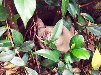 Portrait of cat hiding in plants on field