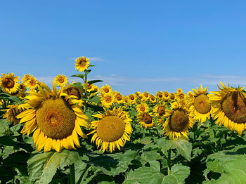 Close-up of yellow flowering plants on field against clear sky