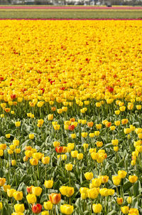 Yellow flowers growing on field