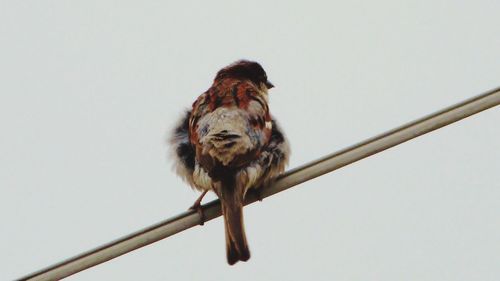 Low angle view of bird perching on cable against clear sky