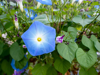Close-up of purple flowering plant