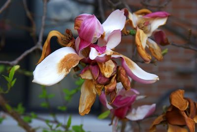 Close-up of flowers blooming outdoors