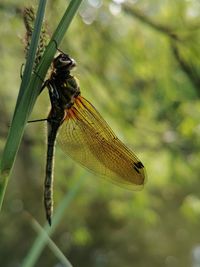 Close-up of butterfly on leaf