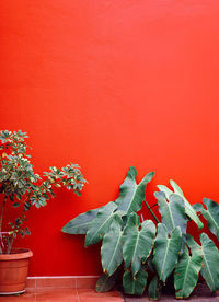 Plants on red wall background. minimal canary island