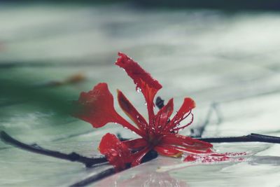 Close-up of red flower