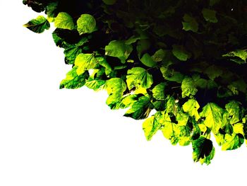 Close-up of leaf over black background