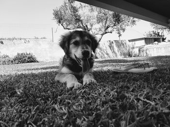 Portrait of dog relaxing on field