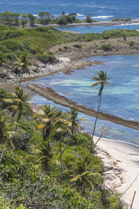 Scenic view of sea and palm trees