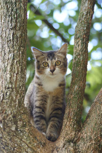 Portrait of cat sitting on tree trunk