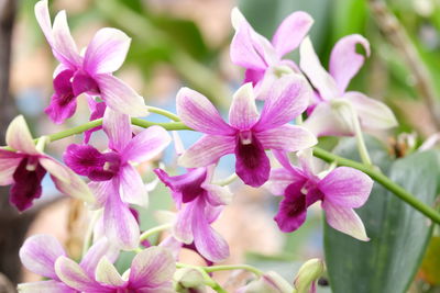 Close-up of pink flowers