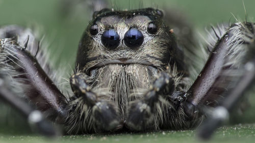 Close-up of spider