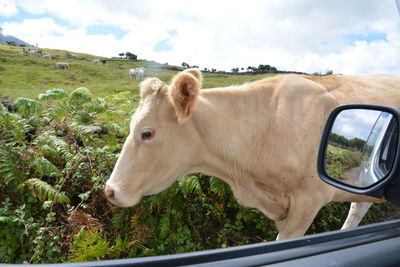 Cow standing in a field