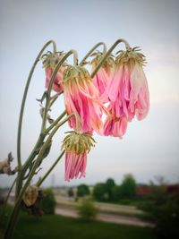 Close-up of pink flowers