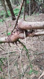 View of a tree trunk in the forest