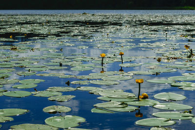 View of a small pond, green water lily leaves, reflections of clouds on the surface of the lake