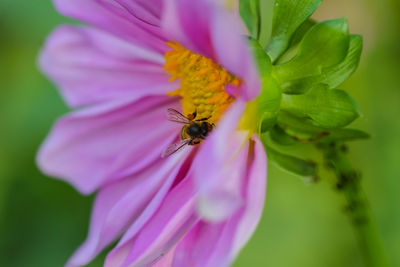 Close-up of insect on pink flower