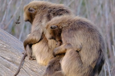 Two female geladas with their babies