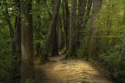 Footpath amidst trees in forest