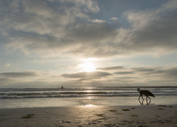 Silhouette dog on beach against sky during sunset