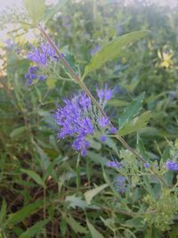 Close-up of purple flowers