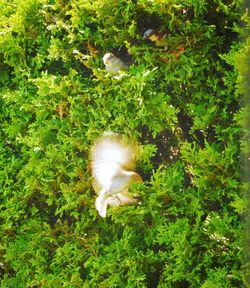 Bird flying over tree