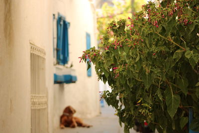 Potted plant against building and dog on the back