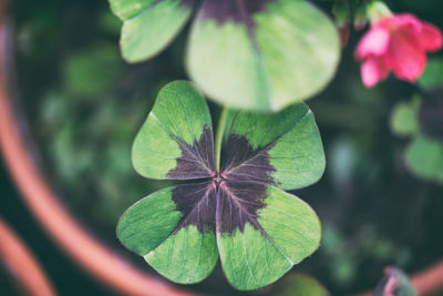 Close-up of green plant