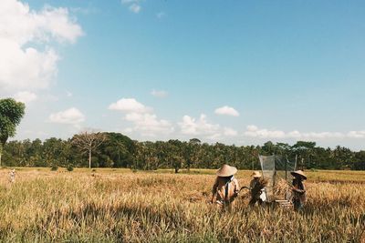 Farmers harvesting rice at farm