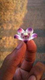 Close-up of hand holding flower