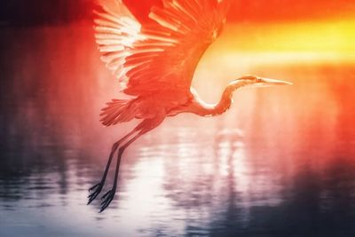 Bird flying over lake during sunset