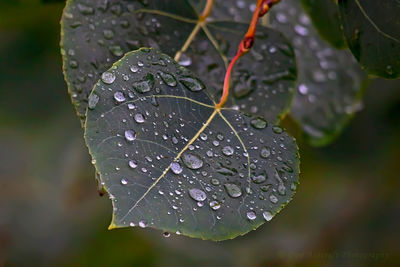 Close-up of water drops on leaf