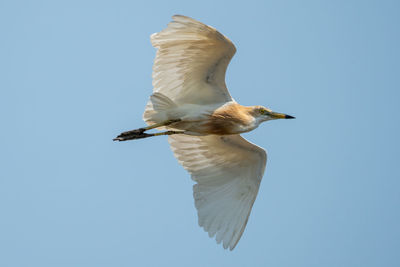 Low angle view of seagull flying against clear blue sky