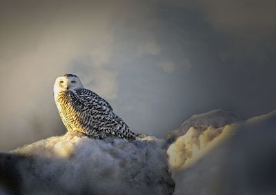 Close-up of owl perching on rock against sky