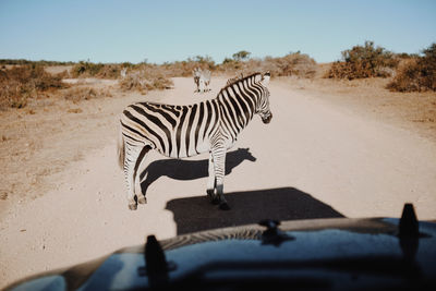 Zebra on road seen through car windshield