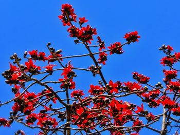 Low angle view of flower tree against clear sky