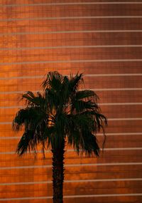 Low angle view of palm tree against brick wall