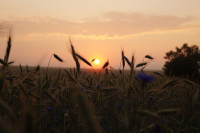 Close-up of grass growing in field during sunset