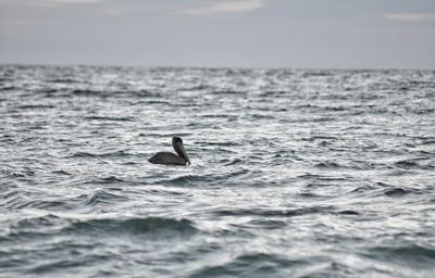 Pelican swimming on sea