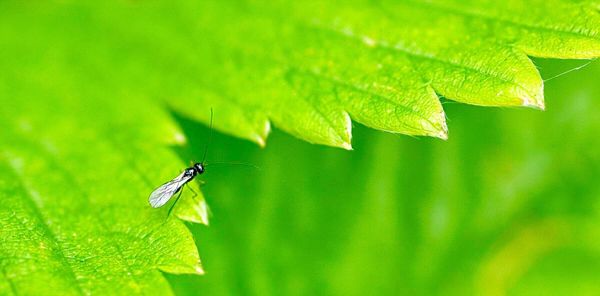 Close-up of insect on plant