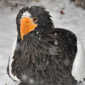 Close-up of a bird