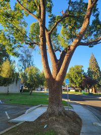 Trees in park against sky