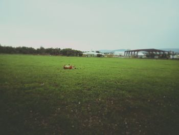 View of grassy field