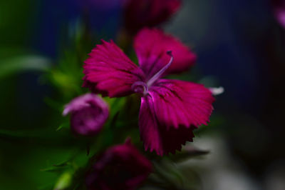 Close-up of pink flowers