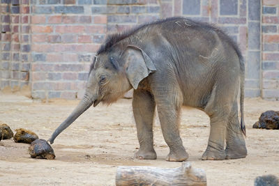 Side view of elephant in zoo