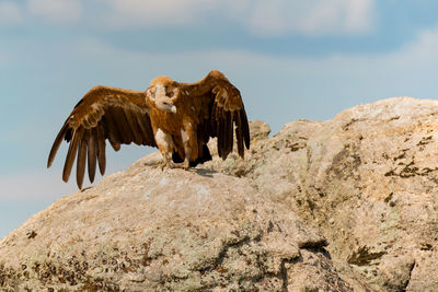 Low angle view of eagle flying against rock