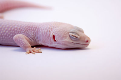 Close-up of a rabbit over white background